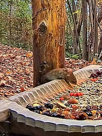 livebirdspoland_f427e9c2dbcc98fb17416e325df0850e.jpg