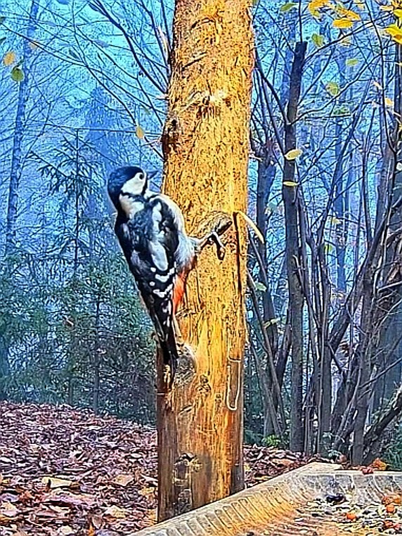 livebirdspoland_ba1edefb4e14d85d59f226aa605082aa.jpg