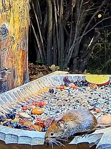 livebirdspoland_47ae6b0b46fbe75ae68f352ae8fc52d6.jpg