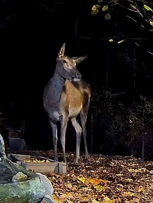 livebirdspoland_805fa4cb87f227f353f254a9f5402d51.jpg