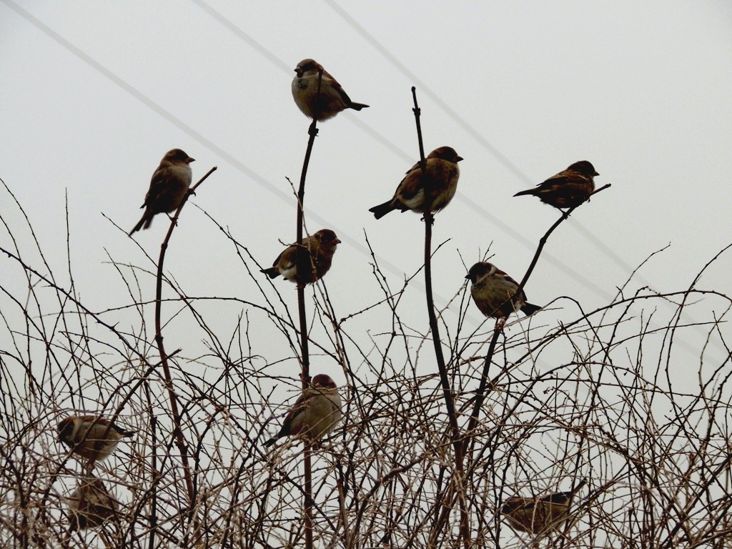 livebirdspoland_c9e9b5bf2b59d8fd1839a75173d88363.jpg