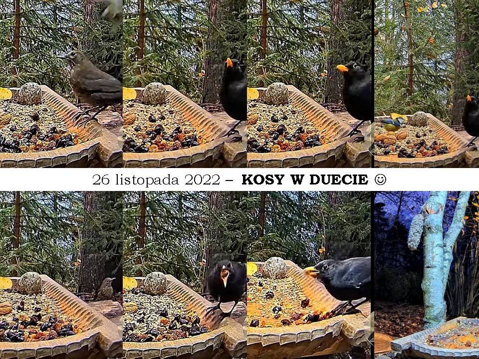 livebirdspoland_3694838dd3fe95158e31afdcc6666cf8.jpg