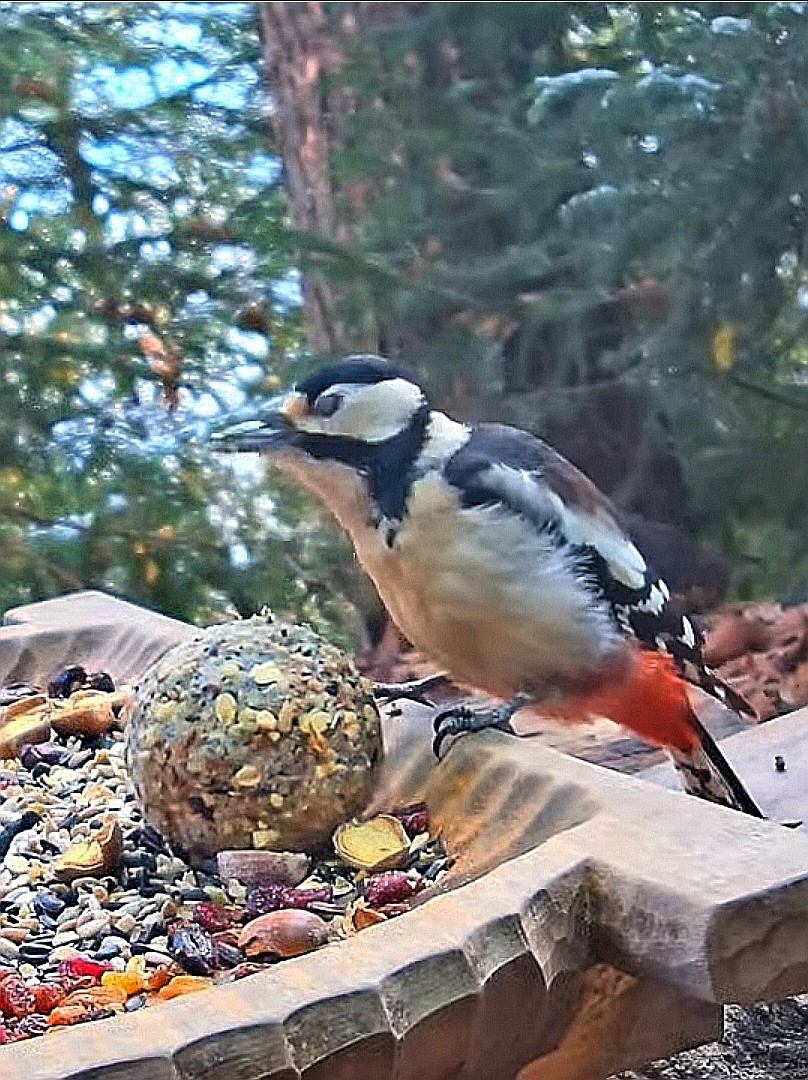 livebirdspoland_3c4c9c74523aa8f8442b9614cef94421.jpg