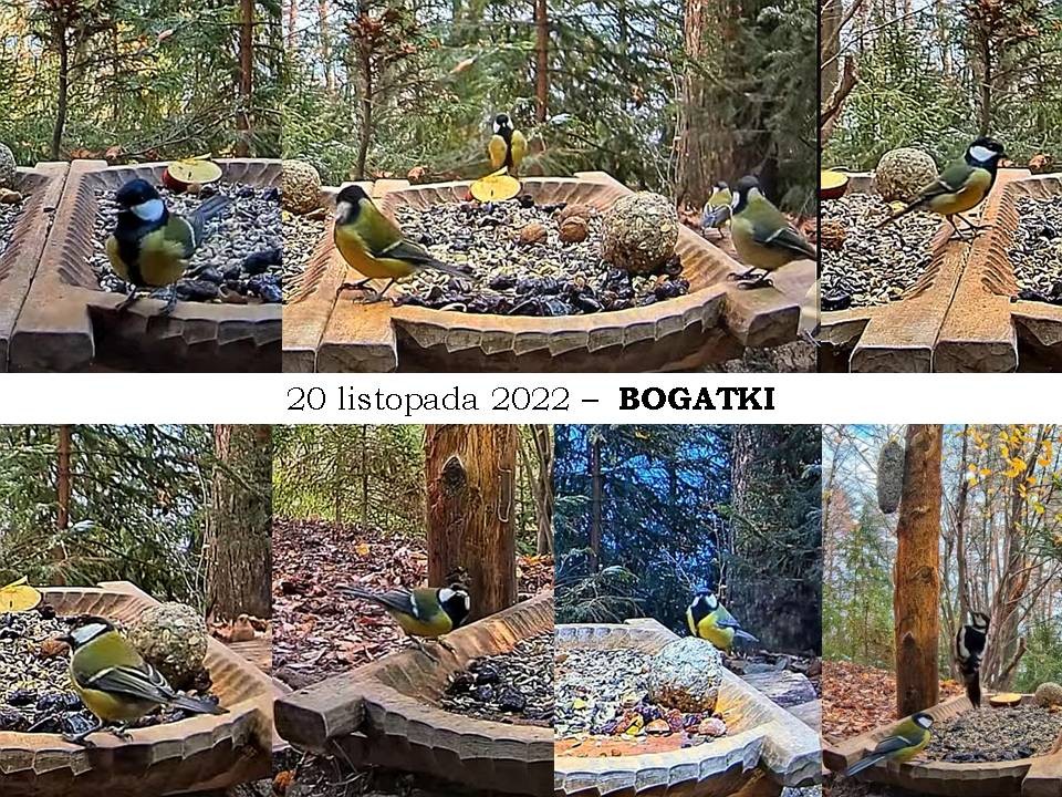 livebirdspoland_93a6d335fbf408918de20c2d0ba8f7de.jpg