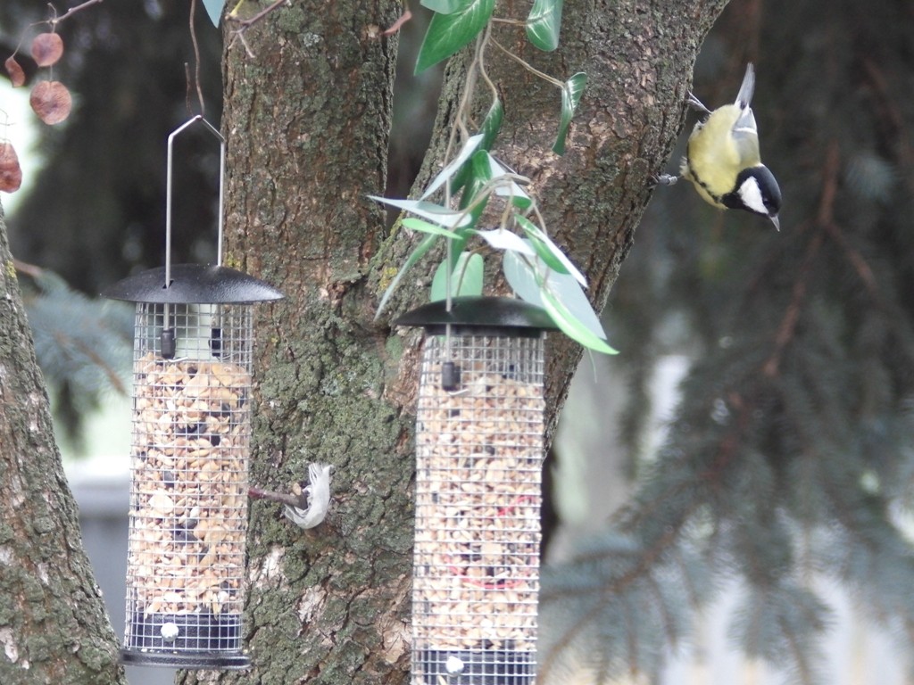 livebirdspoland_e6fc5eaaeedf74d89ae2f6855c4c0ba0.jpg