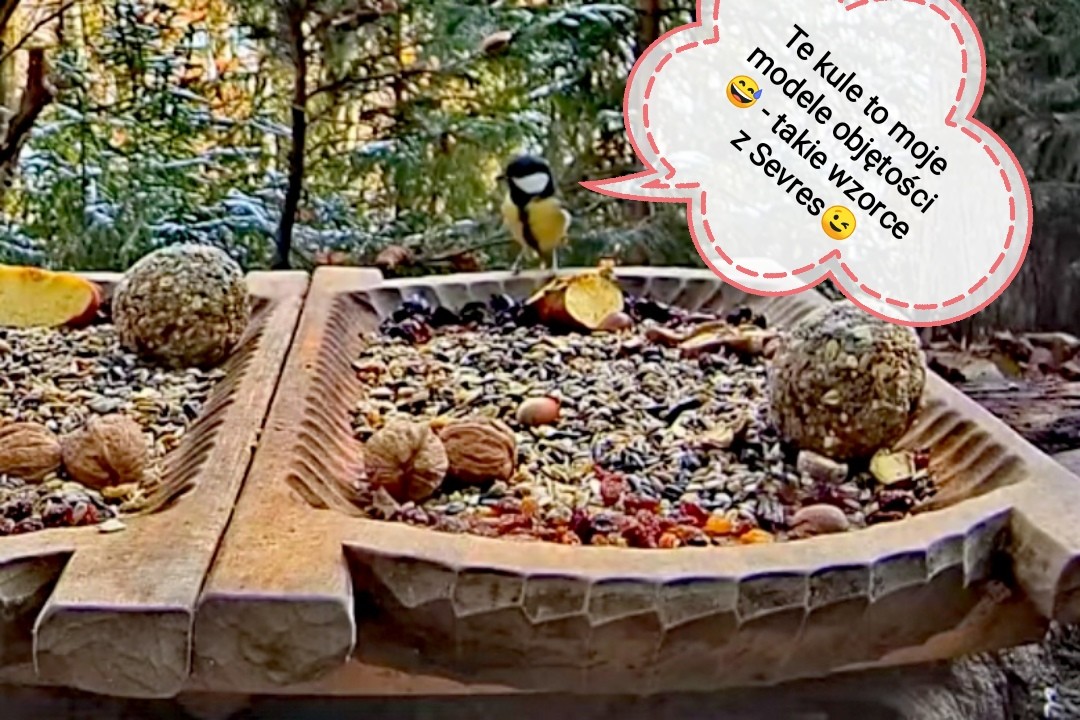livebirdspoland_0beccff3579796c4d3443ed6c218252d.jpg
