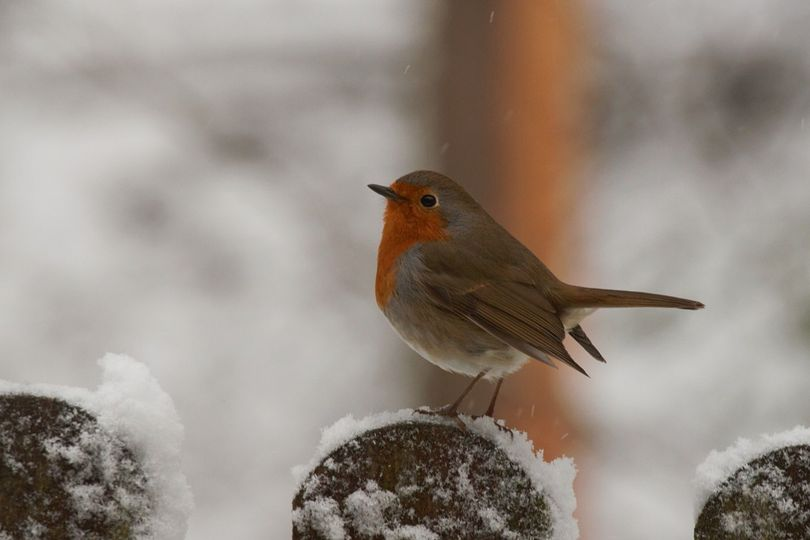 livebirdspoland_157f257bfec84d2c1b22558860edb698.png