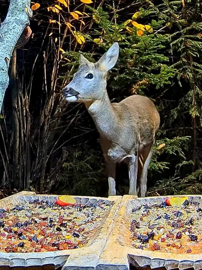 livebirdspoland_4048cea06a039e9e84493bfebadb84d8.jpg