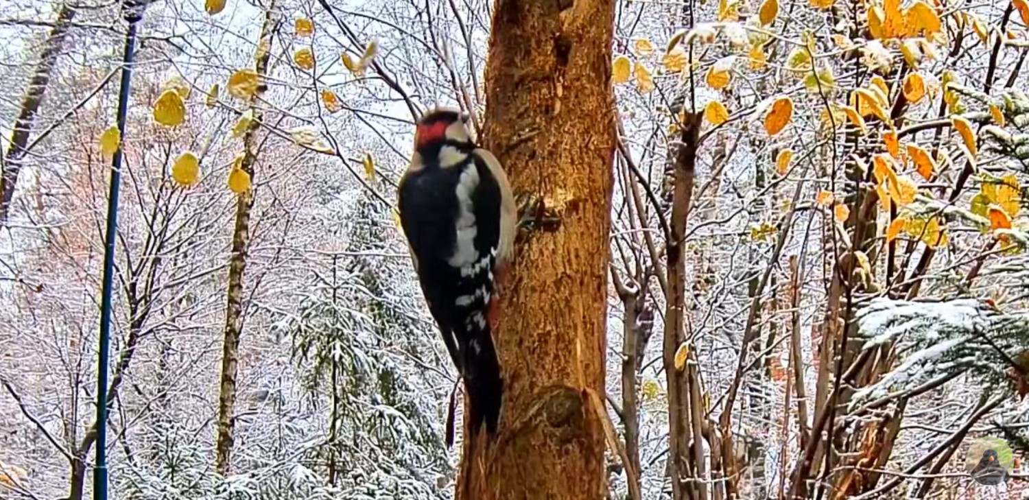 livebirdspoland_d9af7d9209f9dda8a7219bd646918449.jpg