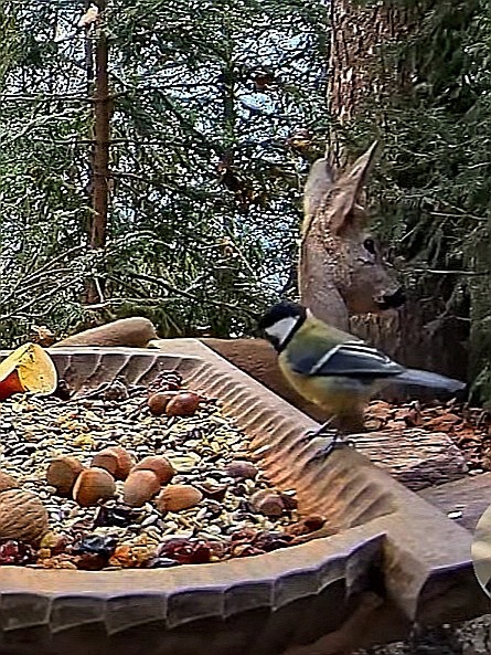 livebirdspoland_f4f0a3a7c6964796081848acb11a8321.jpg