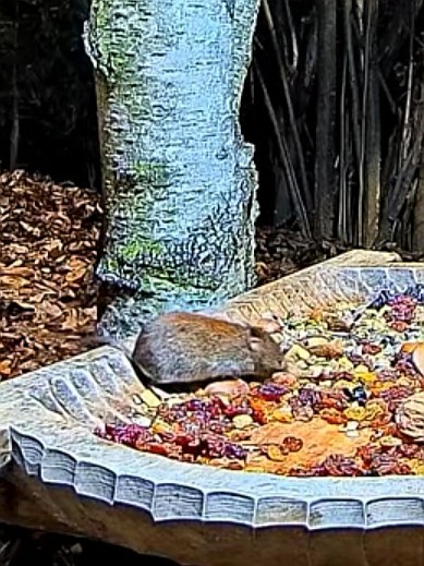 livebirdspoland_2e4e40822c52ceb7727b4d64de9aa66e.jpg