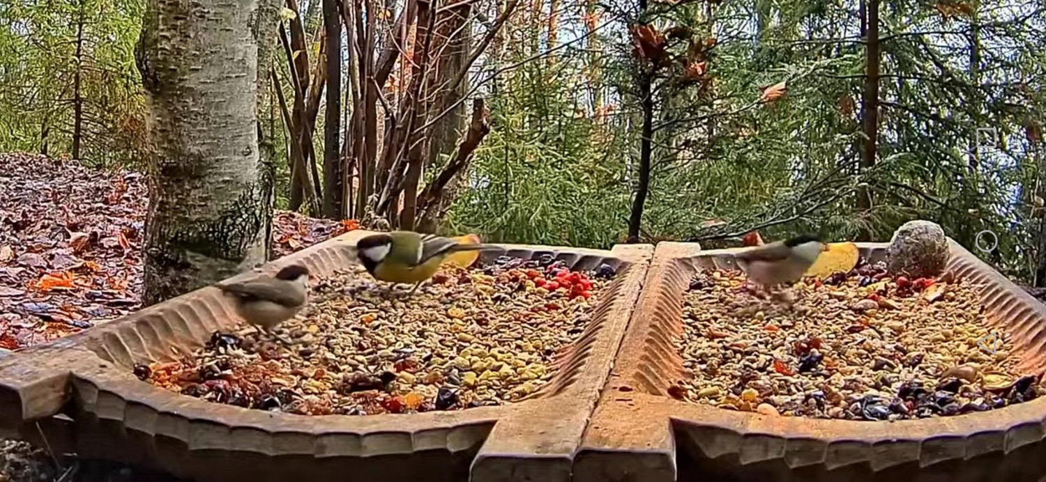 livebirdspoland_6e4670c45017ef840a5acb09983a9724.jpg