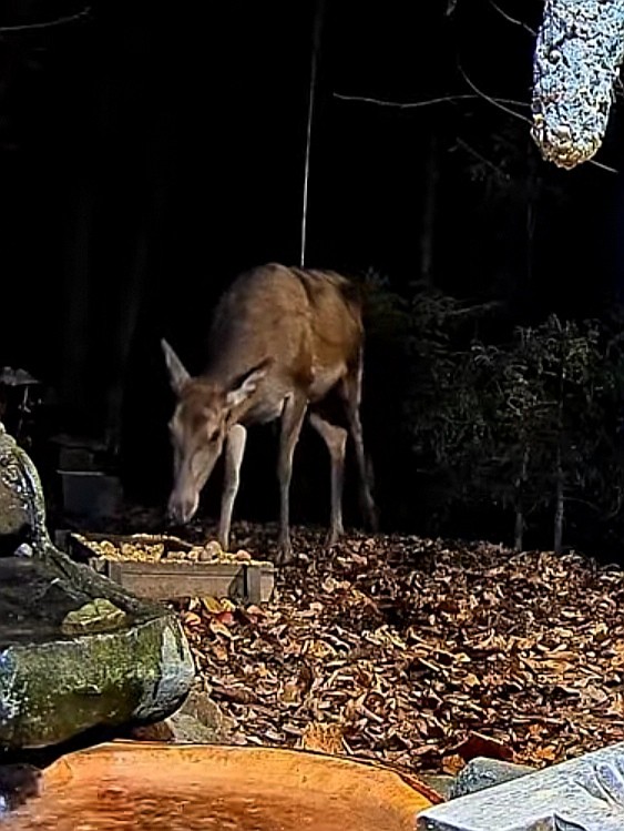 livebirdspoland_9dc057c33fef045aac29fe80c3ac69d4.jpg