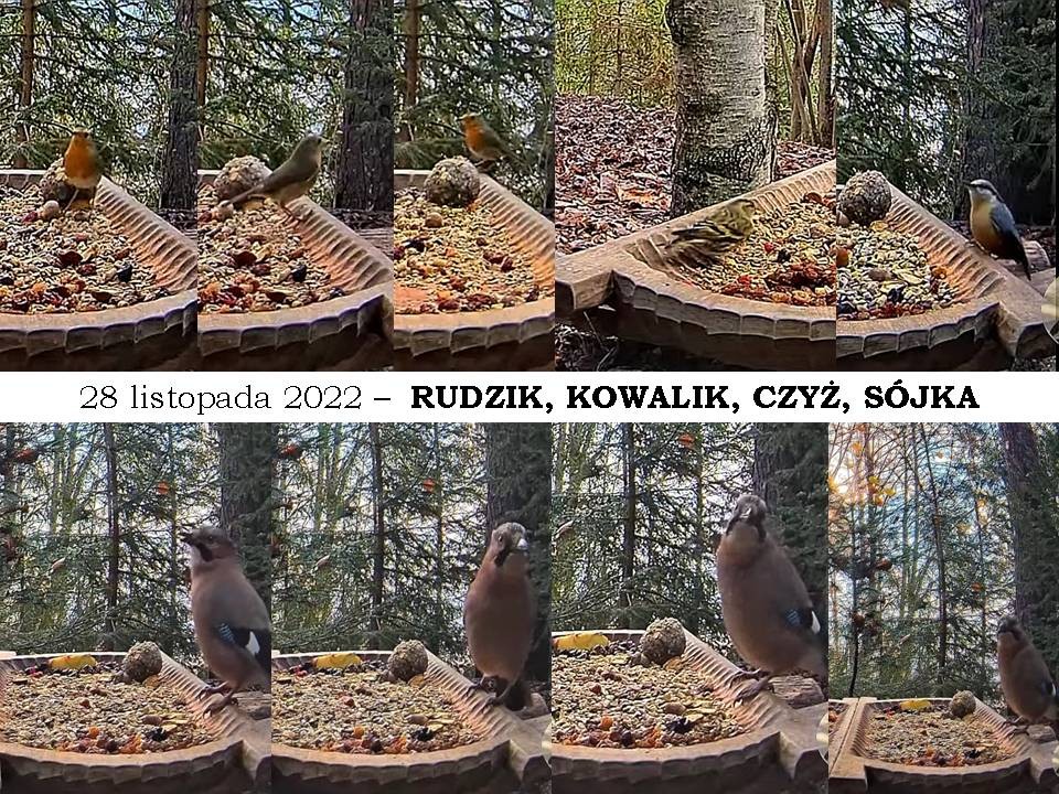 livebirdspoland_492aadecfe4ebf172d706e5d8cacfe89.jpg