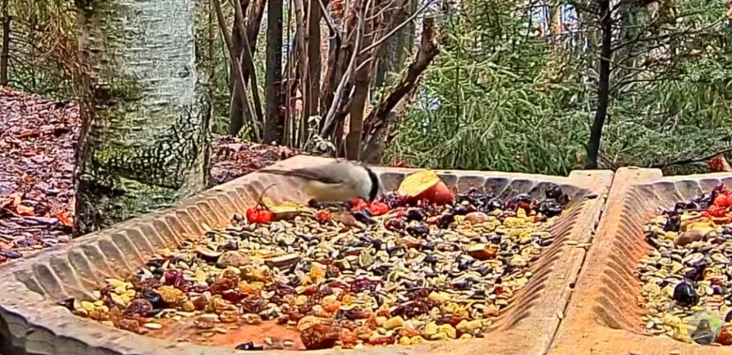 livebirdspoland_7a1e83b11480c8a23f153c785bdafca8.jpg