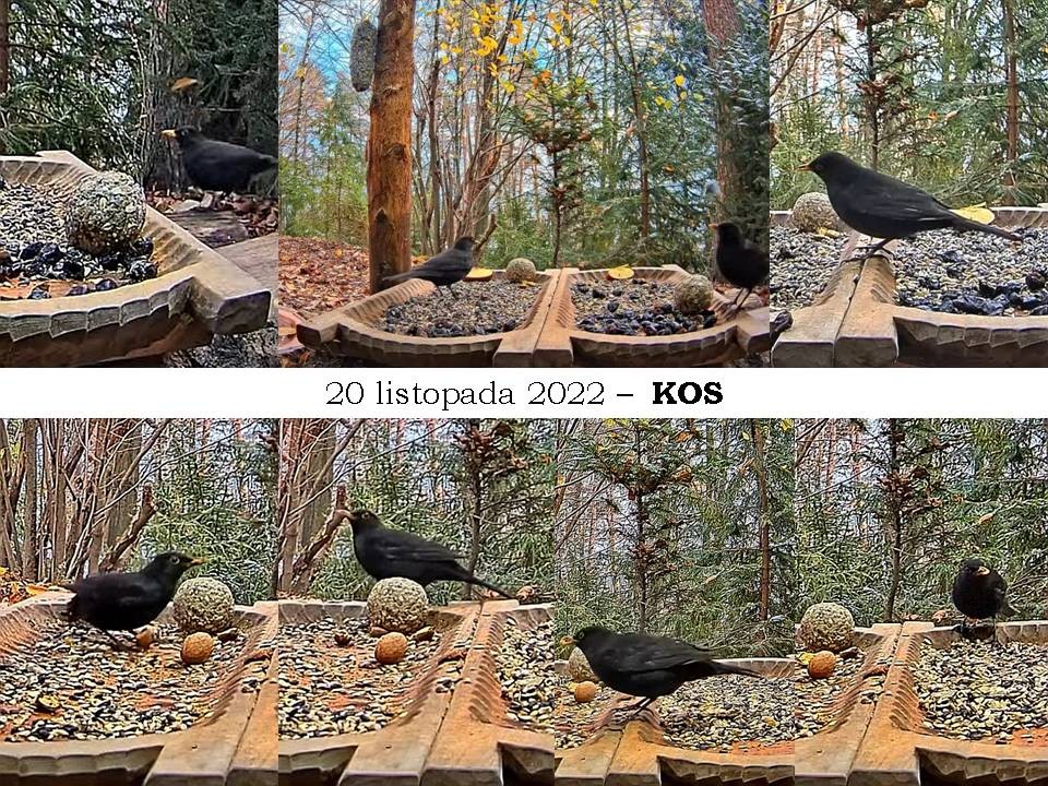 livebirdspoland_36f1049f0bc357b709c2d686650ffa8f.jpg