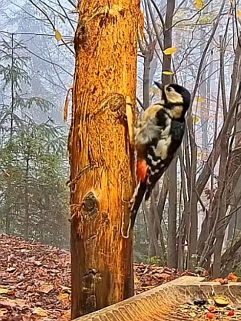 livebirdspoland_376d7397c376dcfa21c2178364c2b05a.jpg