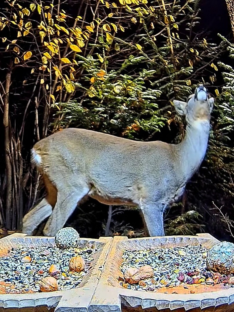 livebirdspoland_c77ef5d8ac89269abccb9dd942b798c2.jpg