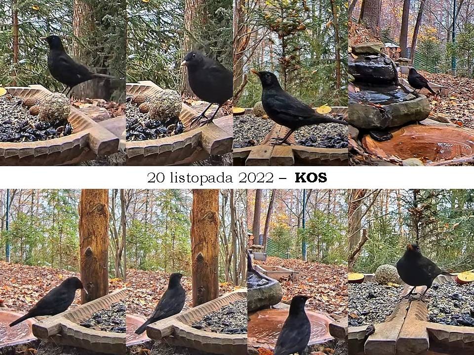 livebirdspoland_ded51edb899c22dea5af683b5940ebfc.jpg
