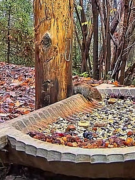livebirdspoland_ac1834869c8e1d0cf7311a47a1fa1411.jpg