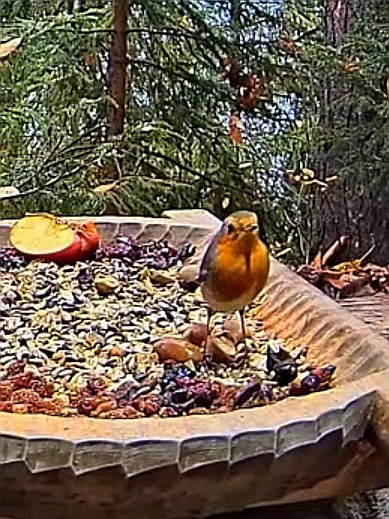 livebirdspoland_e95d3a7262e824a4c6c075d43504bb16.jpg