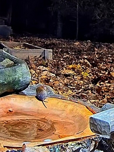 livebirdspoland_b78fcde31ca09918a58e26acc09bc75f.jpg