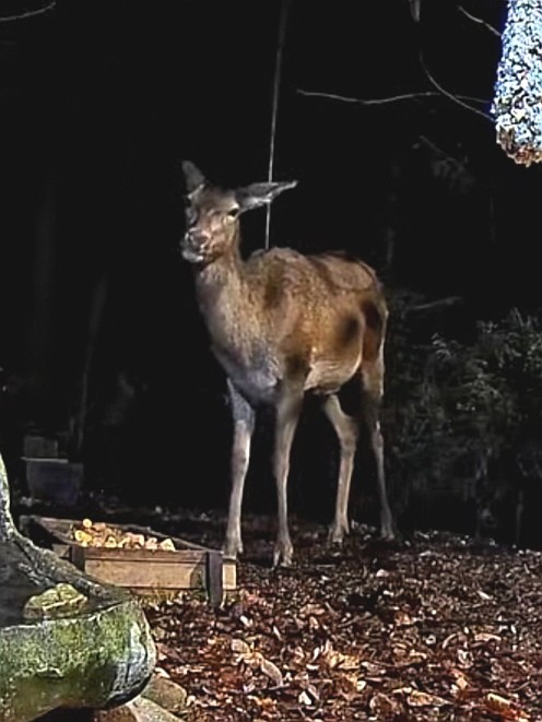 livebirdspoland_4282ed3b50d5426957af668527ee5648.jpg