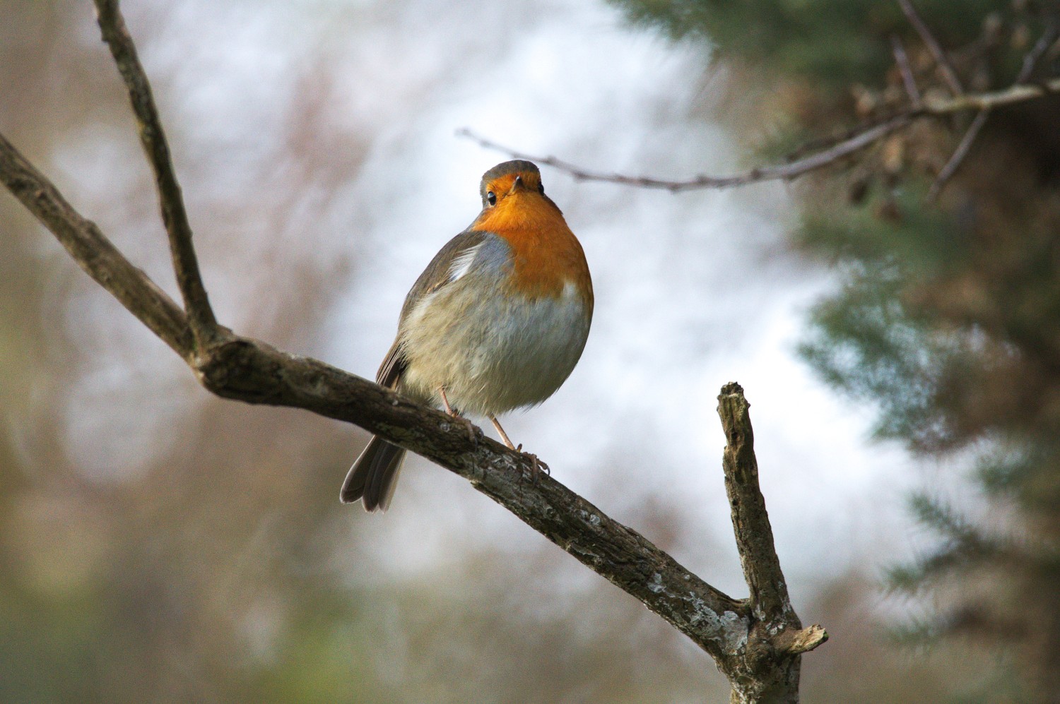 livebirdspoland_5eb49329caffafcefa2a95f56e31a183.jpg