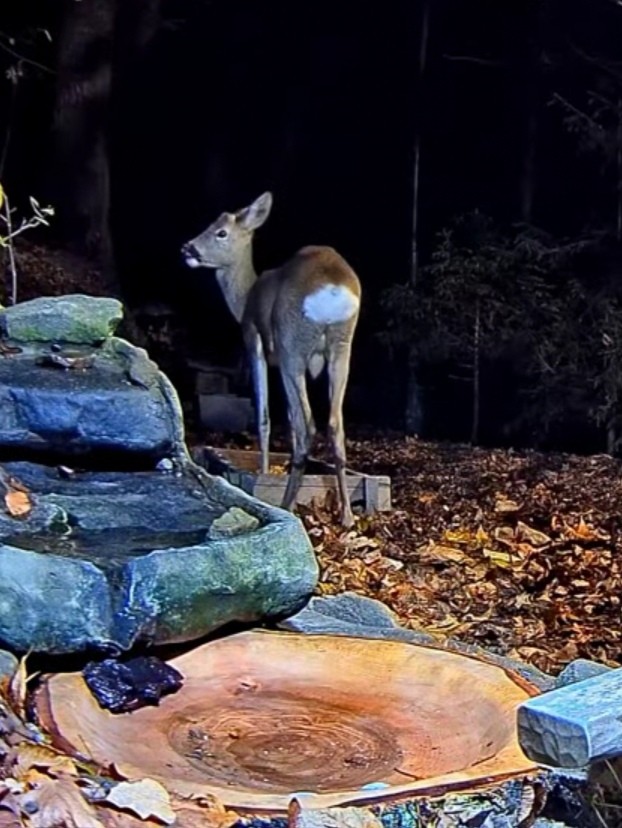 livebirdspoland_14408e0131a937b5f2d3df6602955443.jpg