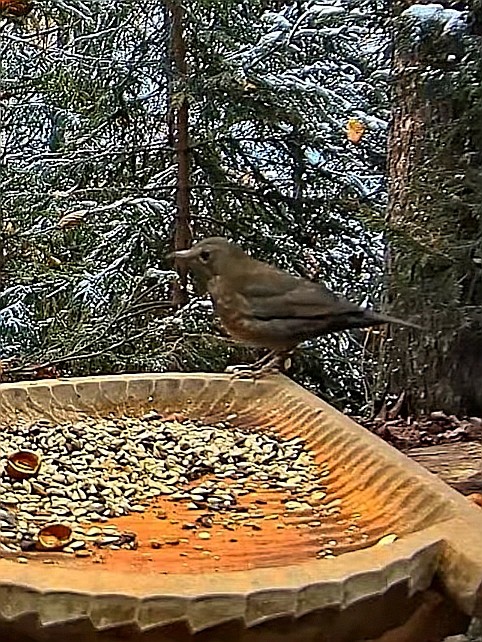 livebirdspoland_68a27cebac59e01cb74fd3fbc1b141af.jpg