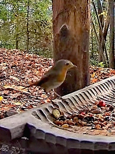 livebirdspoland_edc86829548a1926259283b73a479017.jpg