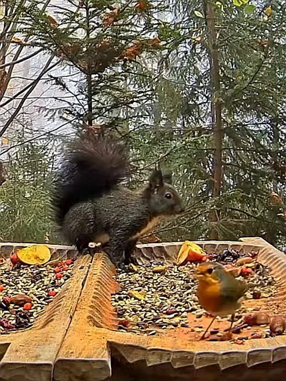 livebirdspoland_e57c93b6210f02adac22f086f44a0e3a.jpg