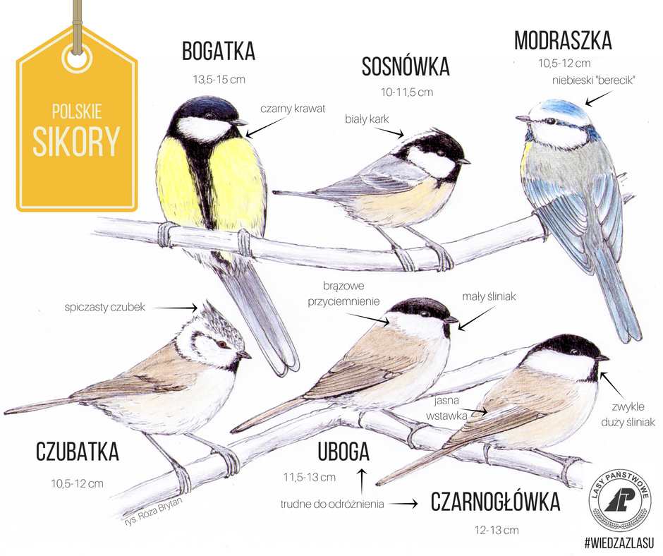 livebirdspoland_173e225739de2efa9ba316baeaf7344e.png