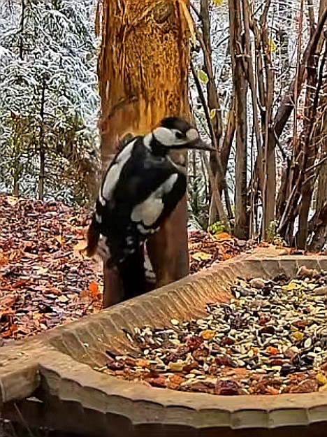 livebirdspoland_17e64a0130a2c11b1bdd3e28b3f6da29.jpg