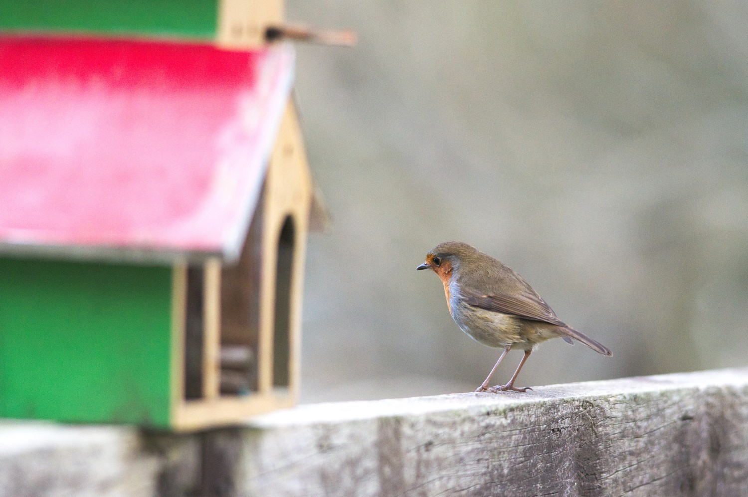 livebirdspoland_983bd1ee684e68b0883bc9a39d53900c.jpg