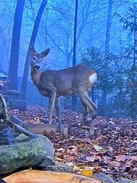 livebirdspoland_3a6c38aea1db00c75404309e50f67f0d.jpg