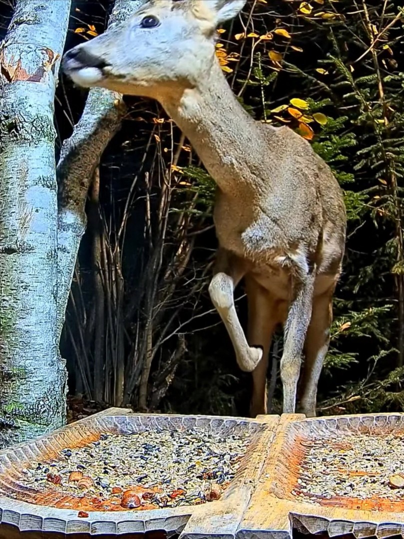livebirdspoland_26503ba7253f1f97d682180374b733d0.jpg