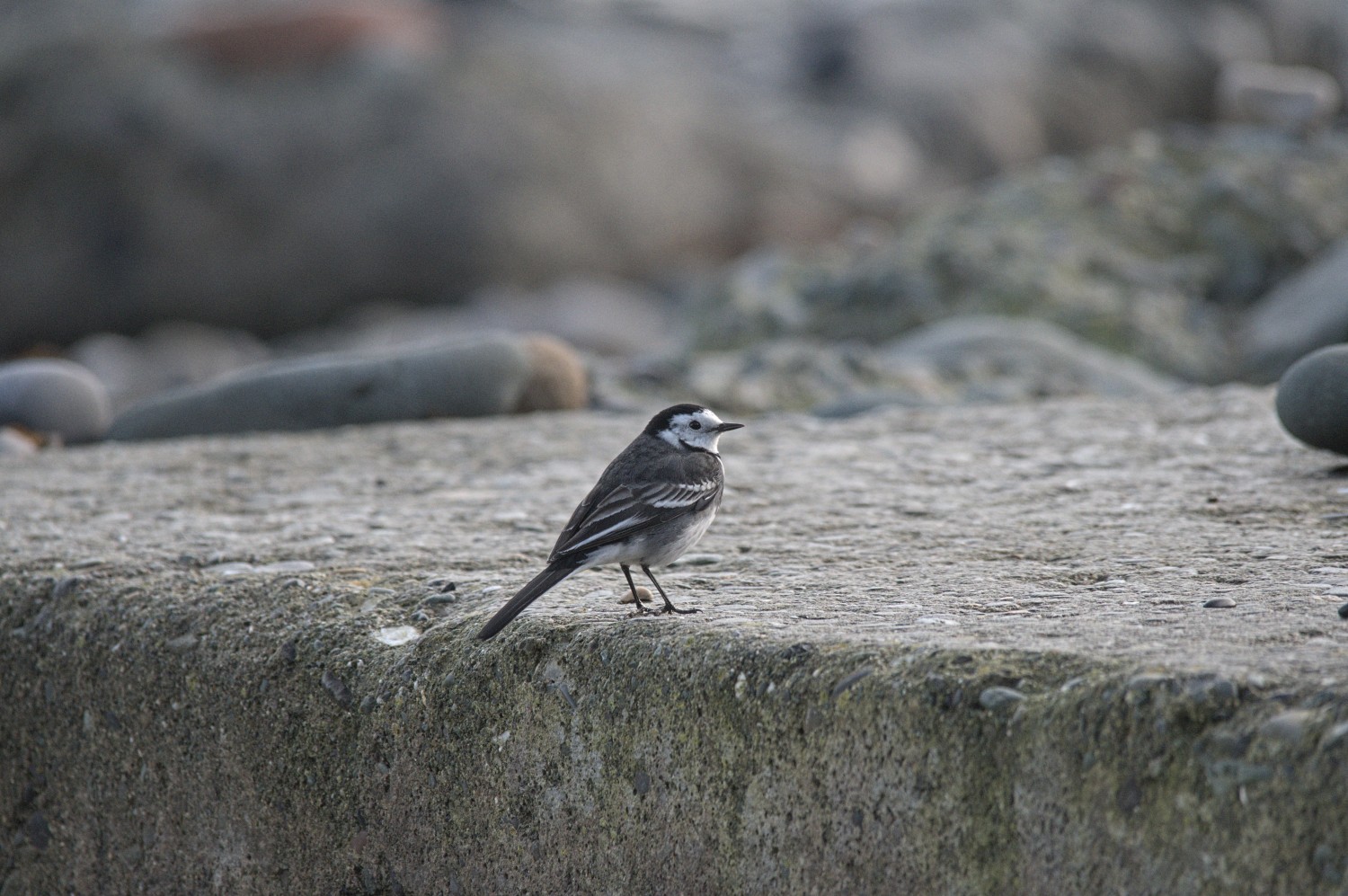livebirdspoland_697daa23de072023f8066361369447d7.jpg