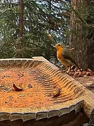 livebirdspoland_6e9be25c094d77950fe1ef1f9ba927f3.jpg