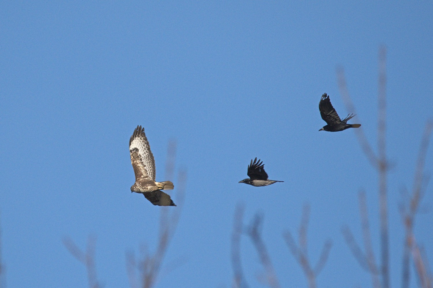 livebirdspoland_438dbbb16f955cb7cbf7e255161d34a2.jpg