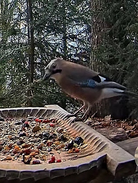 livebirdspoland_d7f00542f12ce4cf21aeb0e1124145d3.jpg