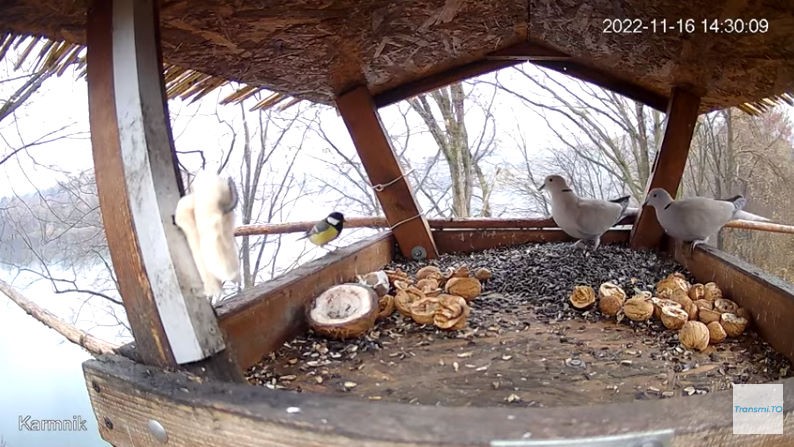 livebirdspoland_0b632498278264275d40b028eae56490.jpg