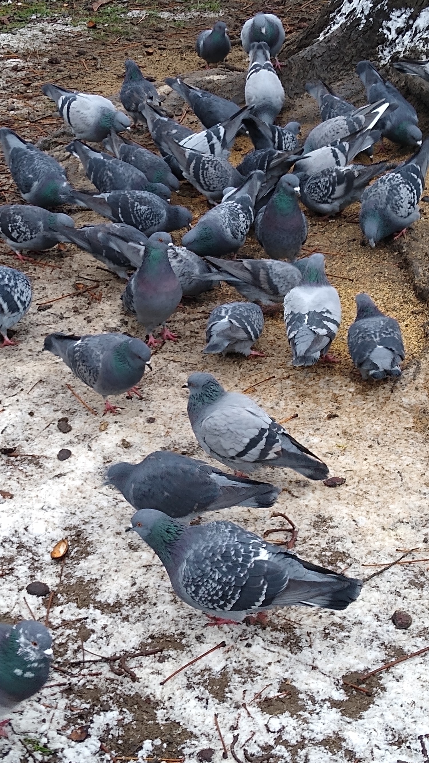livebirdspoland_9d15cdae6e14a36d698753c7a2d3fc99.jpg