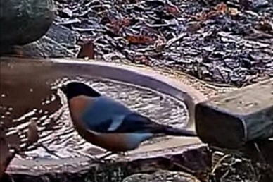 livebirdspoland_0d2663bd7f8295219189d574791a62b3.jpg