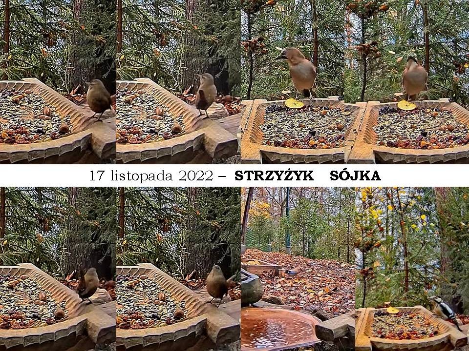 livebirdspoland_e34787aeb51fd5bbdbf2b6fa46c5baa3.jpg