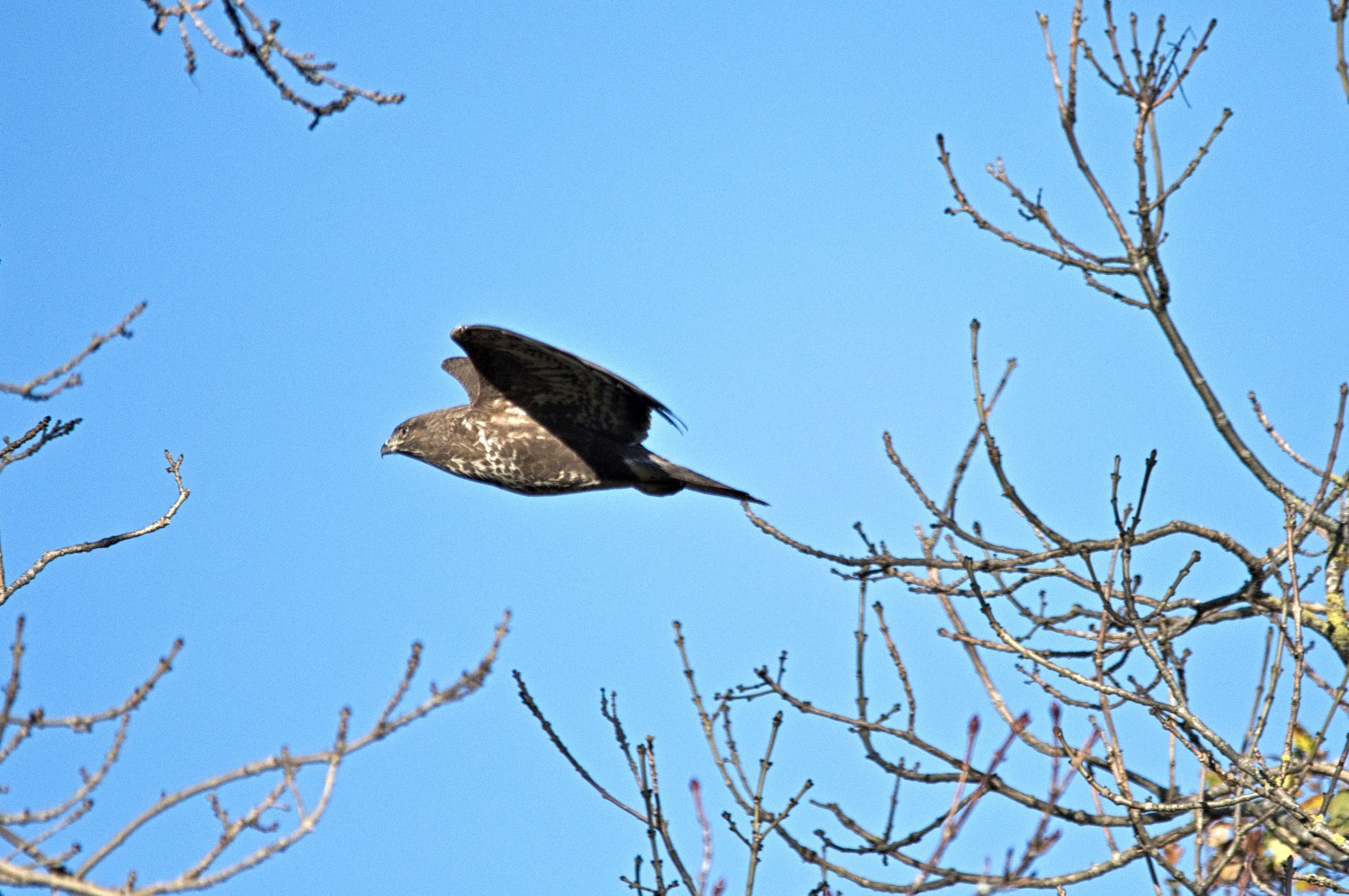 livebirdspoland_b7323756a22442253d3a32be2cf723d5.jpg