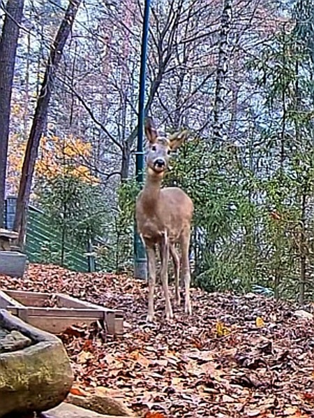 livebirdspoland_314089e97aac4c57b52ca4e7917577d5.jpg
