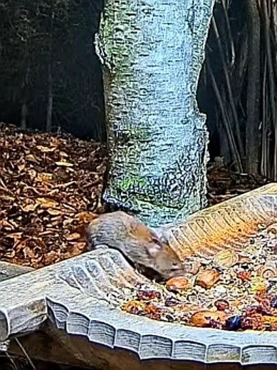 livebirdspoland_ad8c37c1674f5bb5a83c4e32d710e79e.jpg