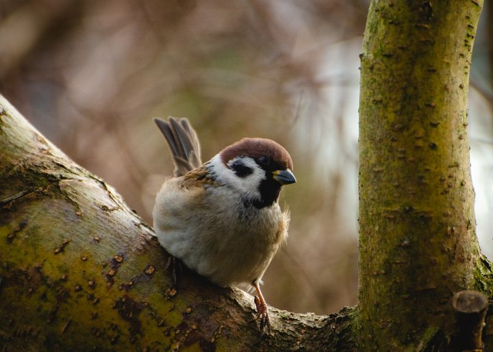 livebirdspoland_aca97cfbea0f9c7f5eab3969b1447be9.png