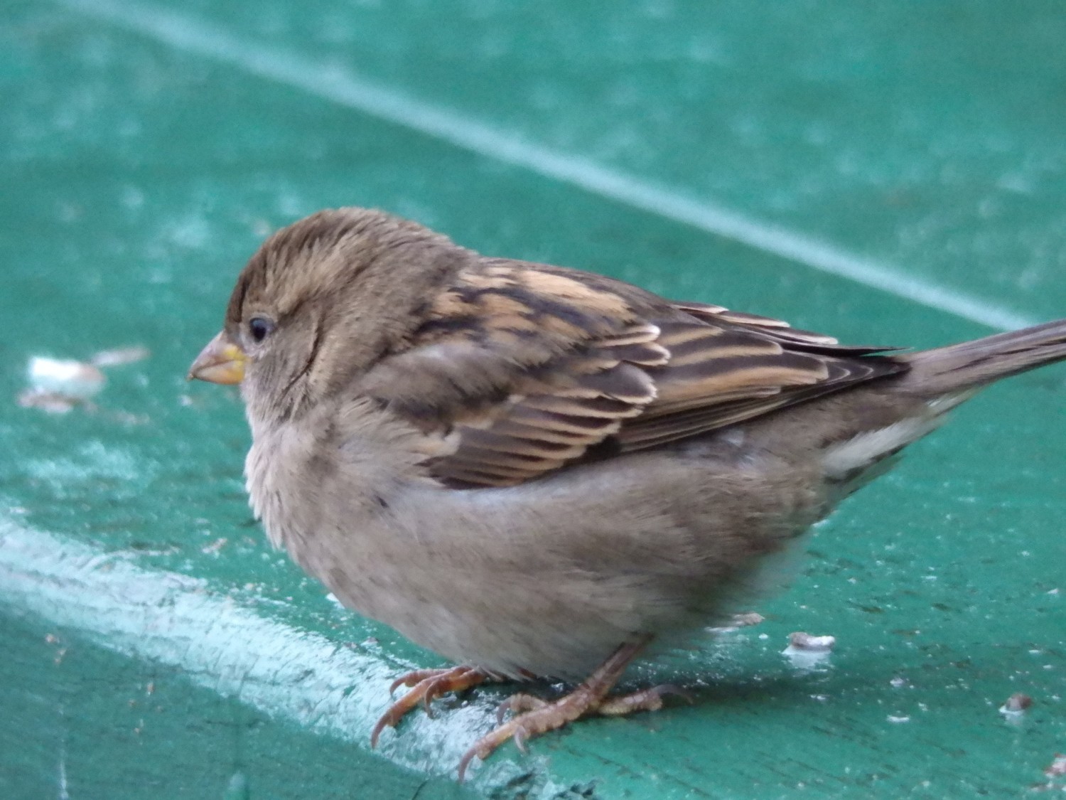 livebirdspoland_231998f2692f4b2fe3c46e0b26fc63eb.jpg